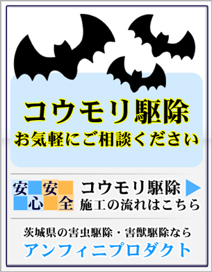 茨城県のコウモリ・こうもり駆除はアンフィニプロダクトまでご相談ください